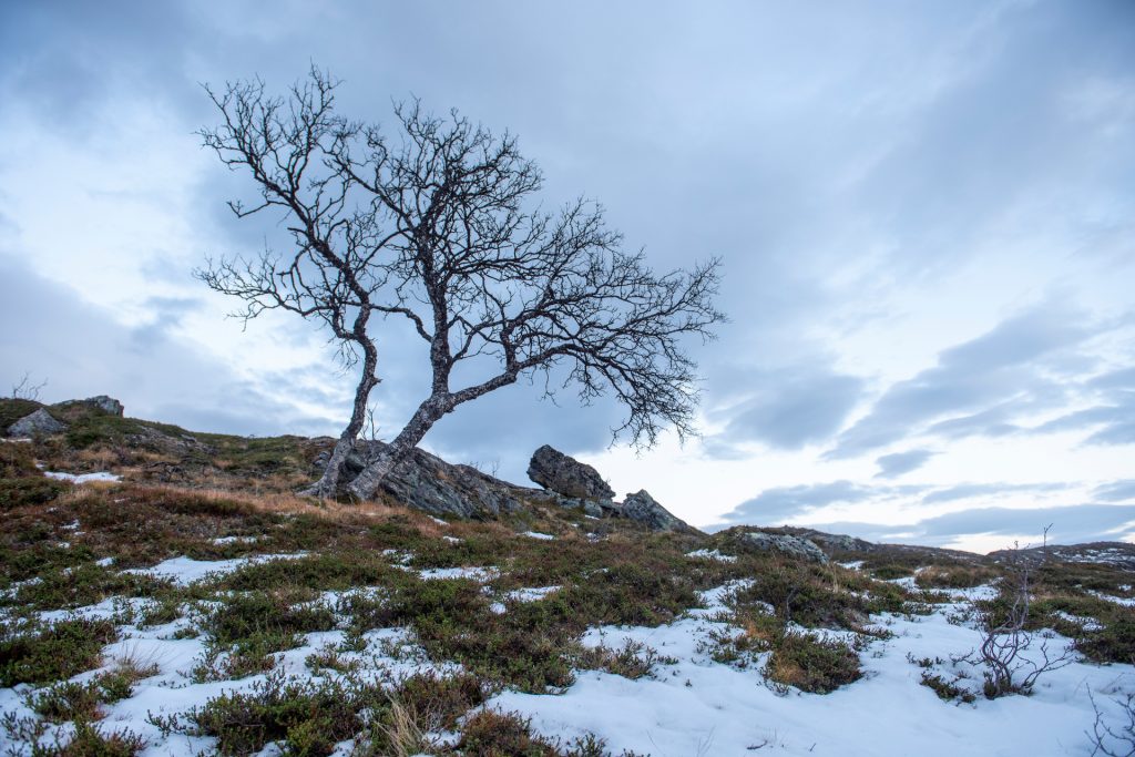 Tre fra kvaløya. Foto