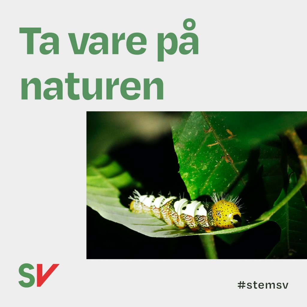 Ta vare på naturen - larve på blad. tekst og foto